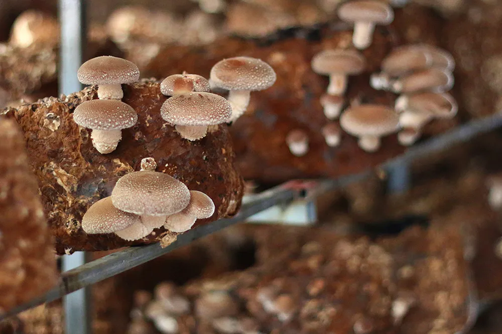 A crossed out European emblem