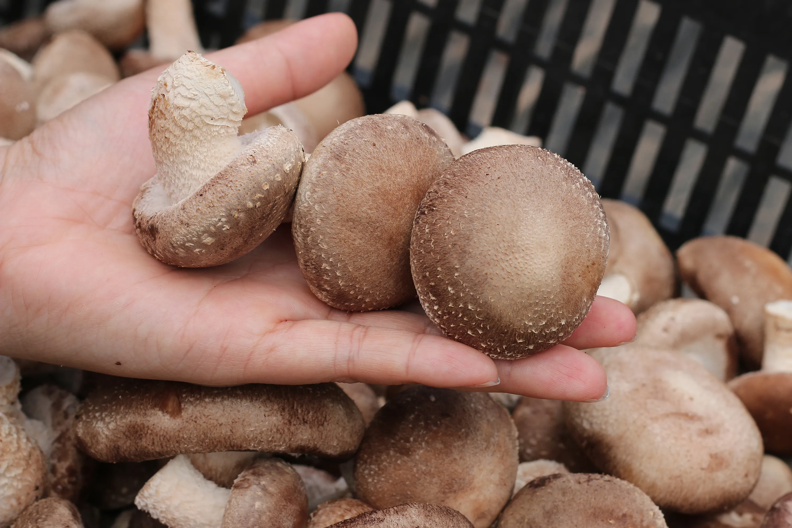 A crossed out European emblem