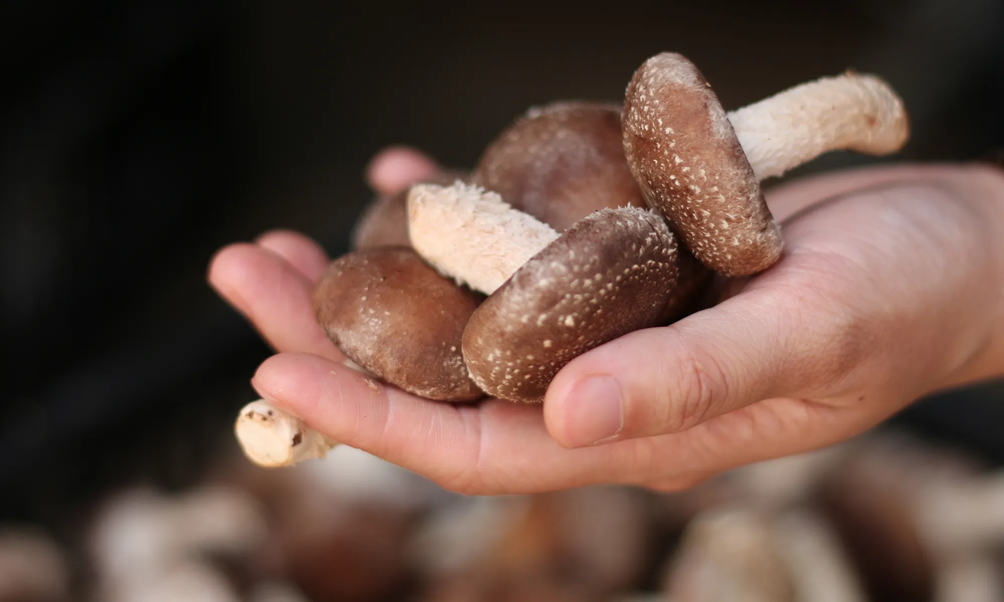 A crossed out European emblem